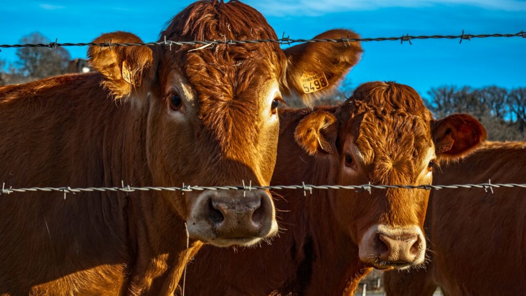 how to invest in cattle