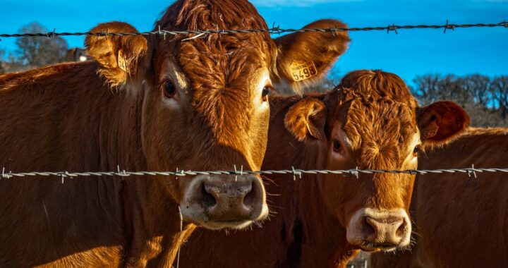 how to invest in cattle