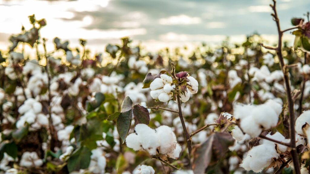 how to invest in cotton