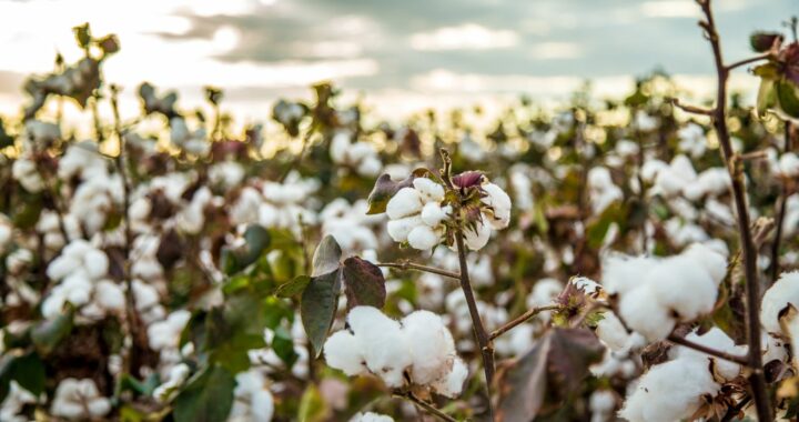 how to invest in cotton