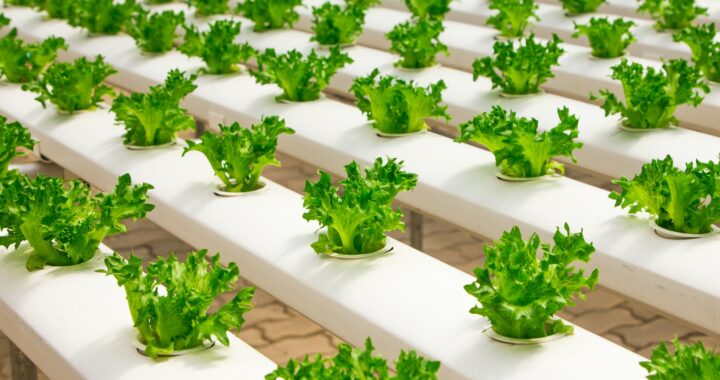 how to invest in vertical farming