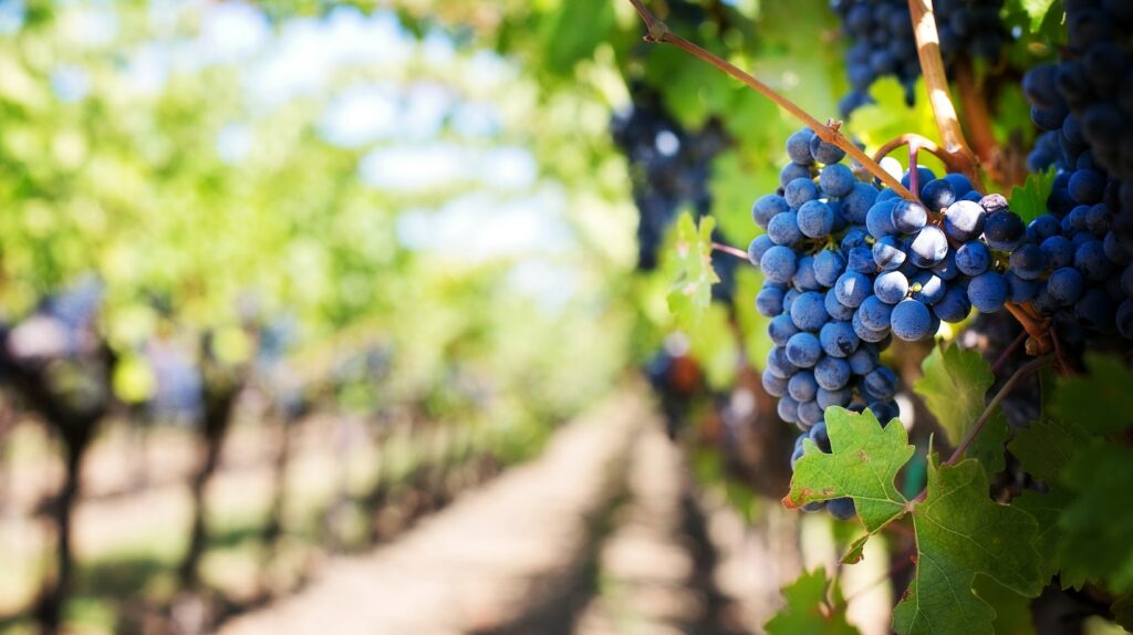 how to invest in a vineyard