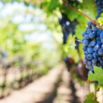 Choosing the Right Location for Your Vineyard: How to Invest in a Vineyard