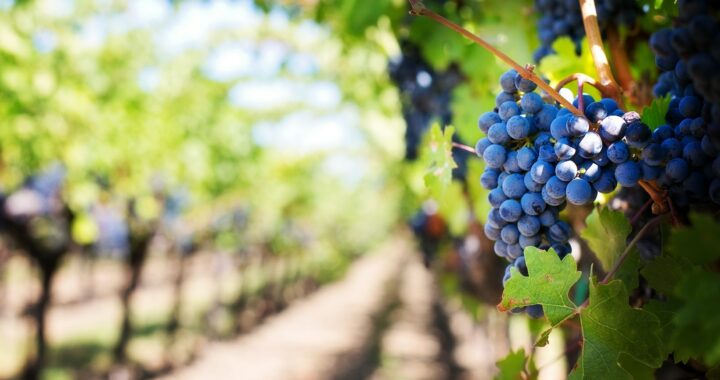 how to invest in a vineyard